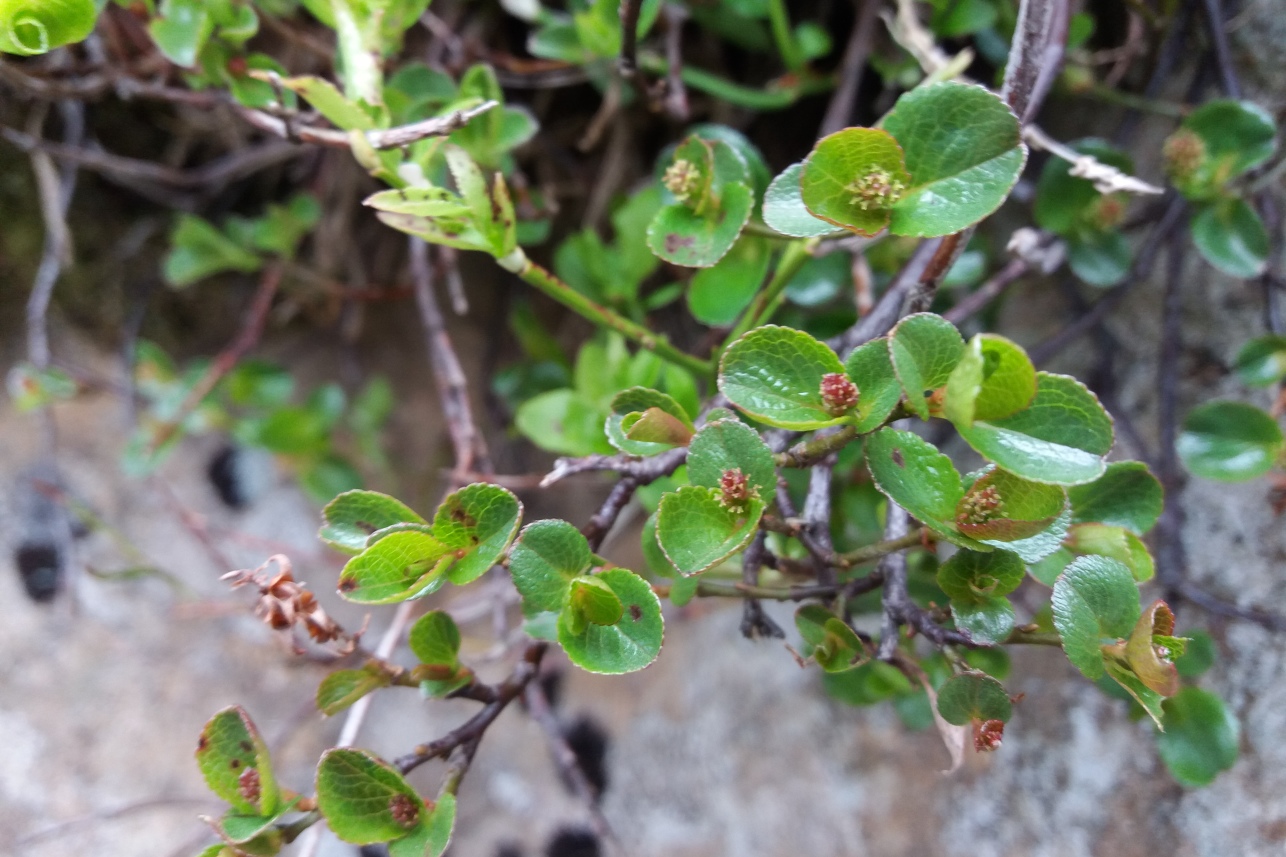 Help a Habitat - Mountain Woodland