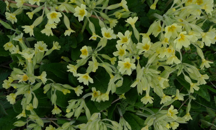 cowslips