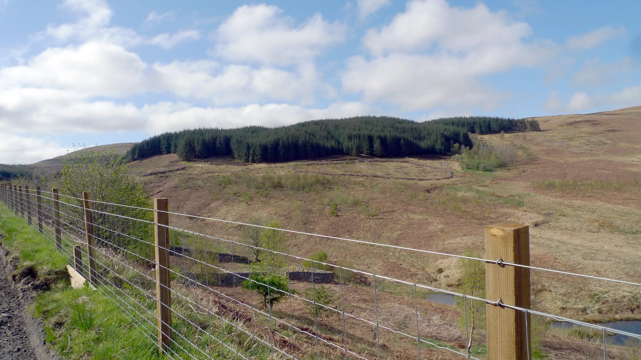 2025 New fence looking toward Phoenix Forest 