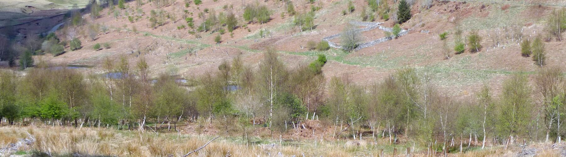 2025 Phoenix Forest 12 years on