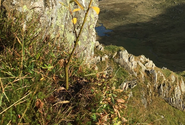 Montane willow - Helvellyn