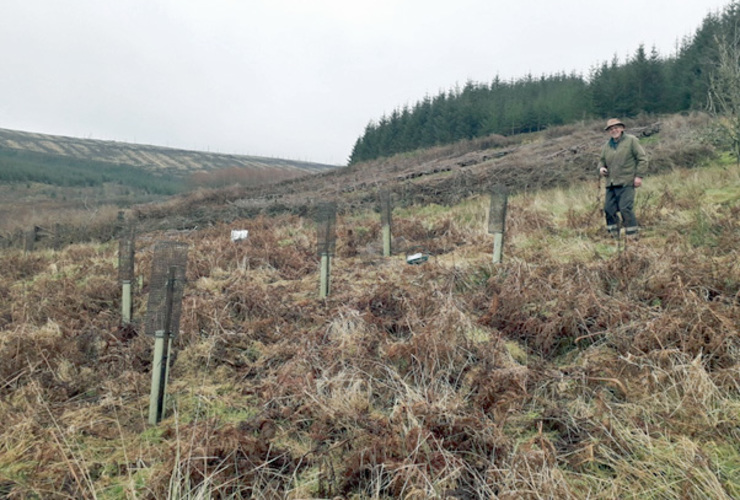 Plant a Tree at Glenlude - Peter Coutts