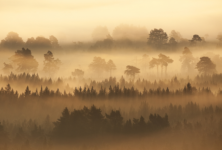 Peter Cairns: Caledonia 2014