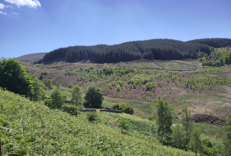 Recovery through nature - the Phoenix Forest at Glenlude