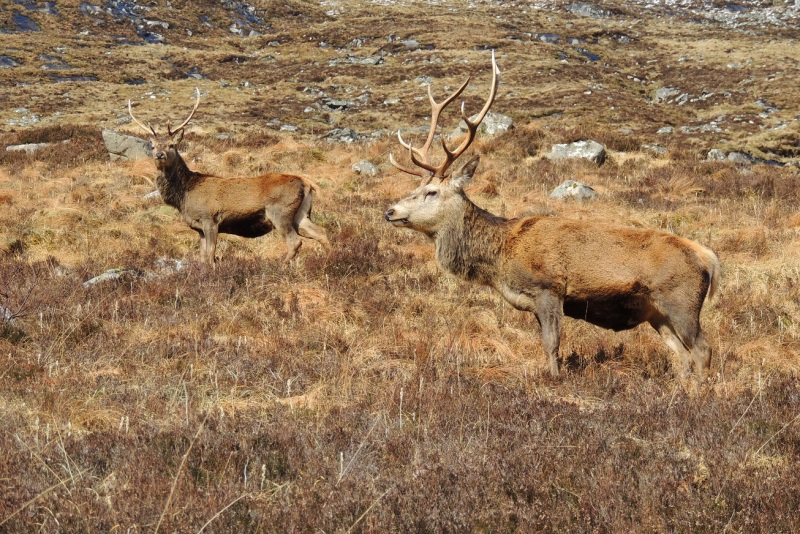 Red deer at Nevis