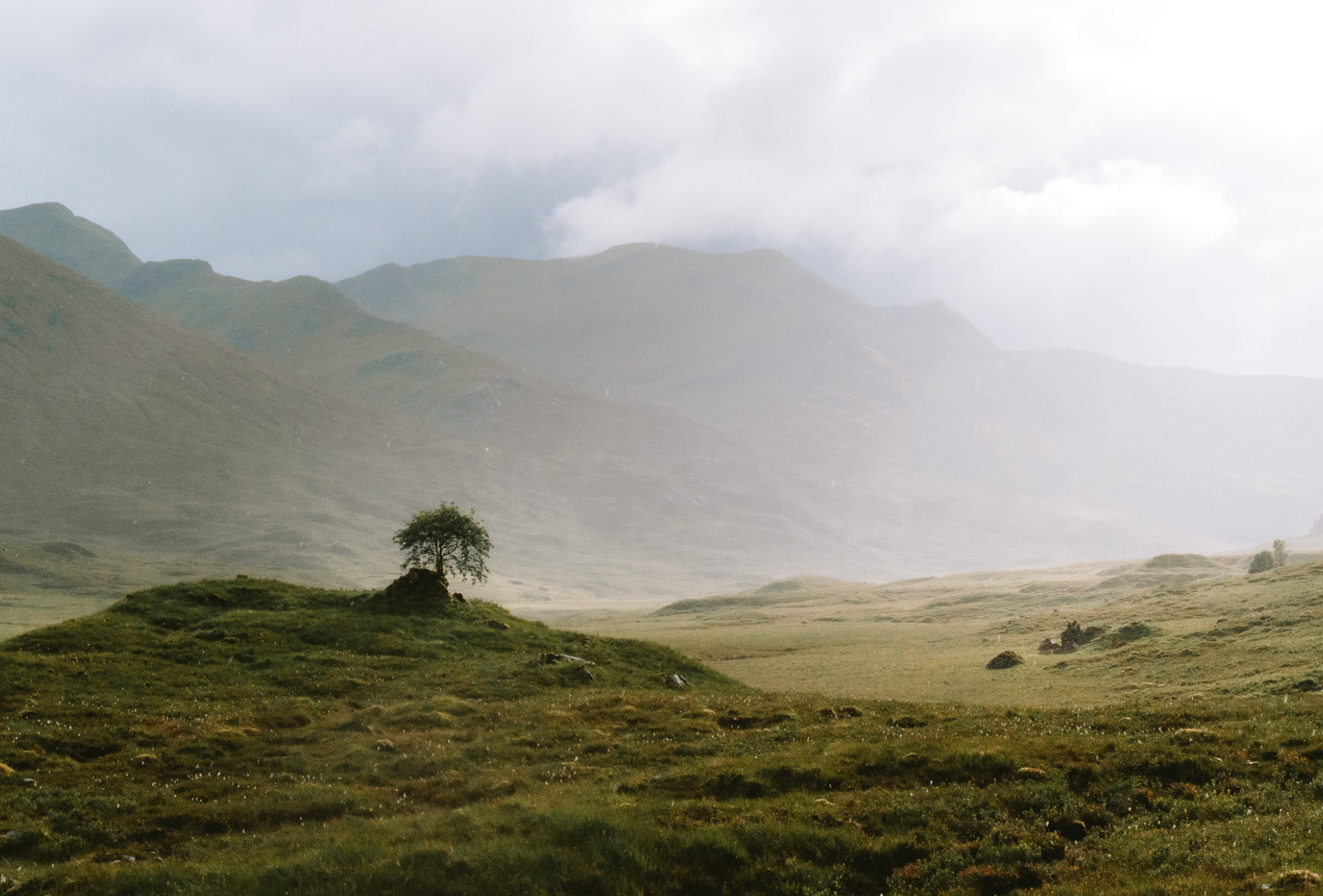 Lone Tree - Ross Brannigan