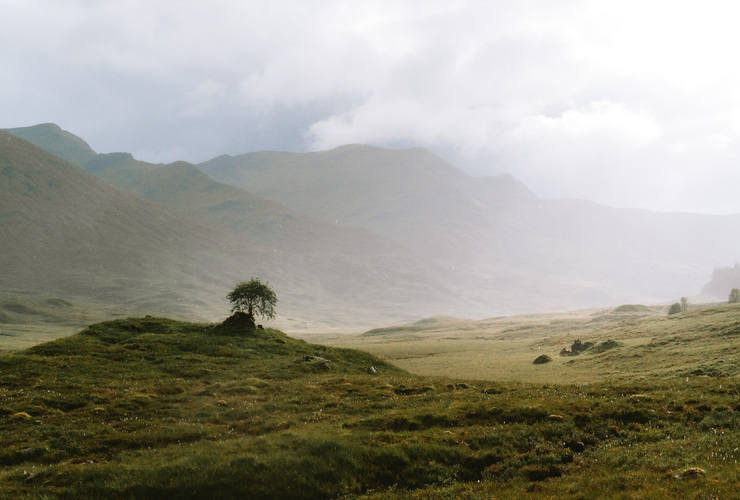 Lone Tree - Ross Brannigan