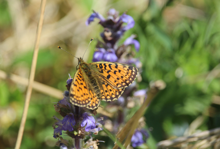 Small pearl bordered fritilary at Glenlude