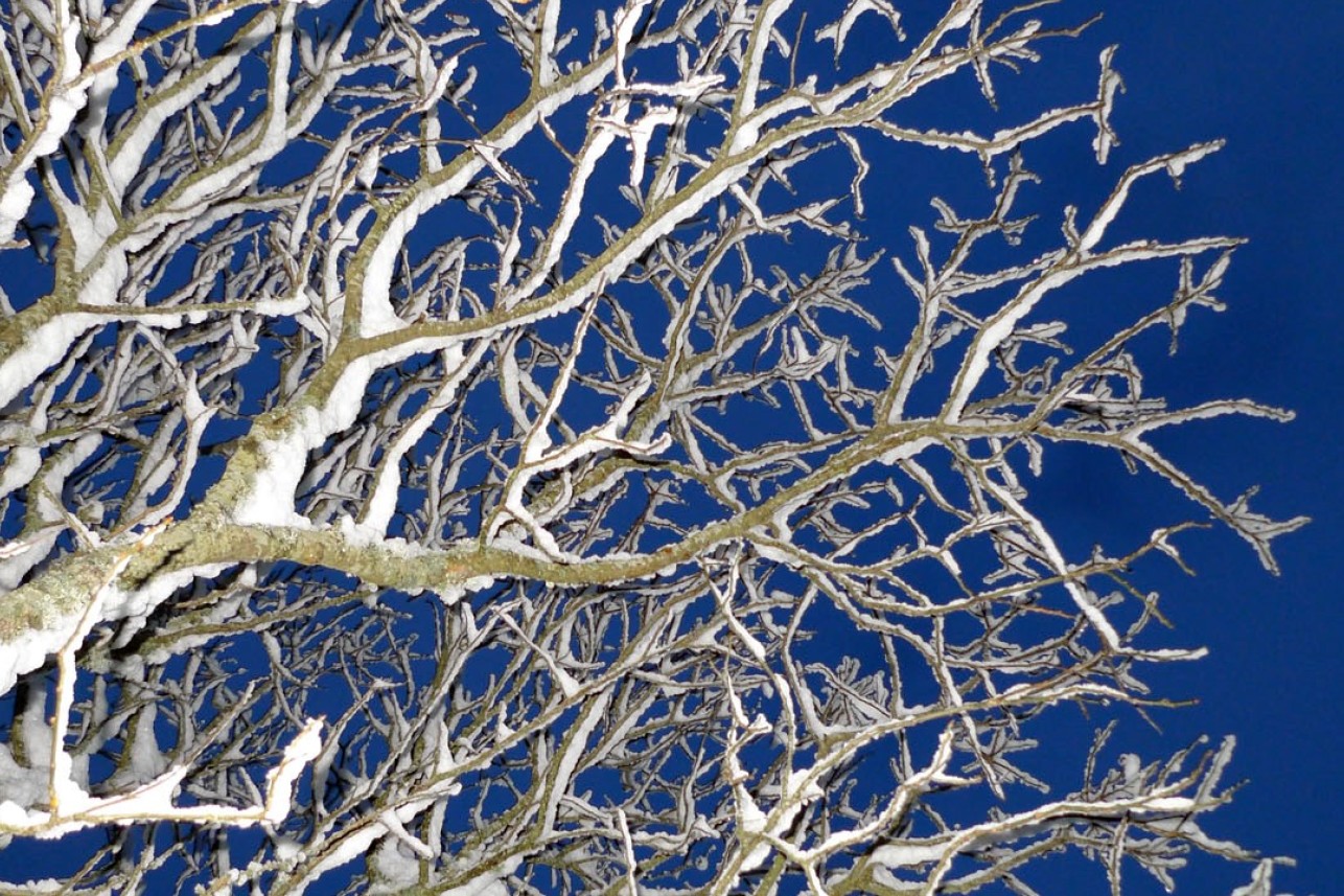 Snowy branches