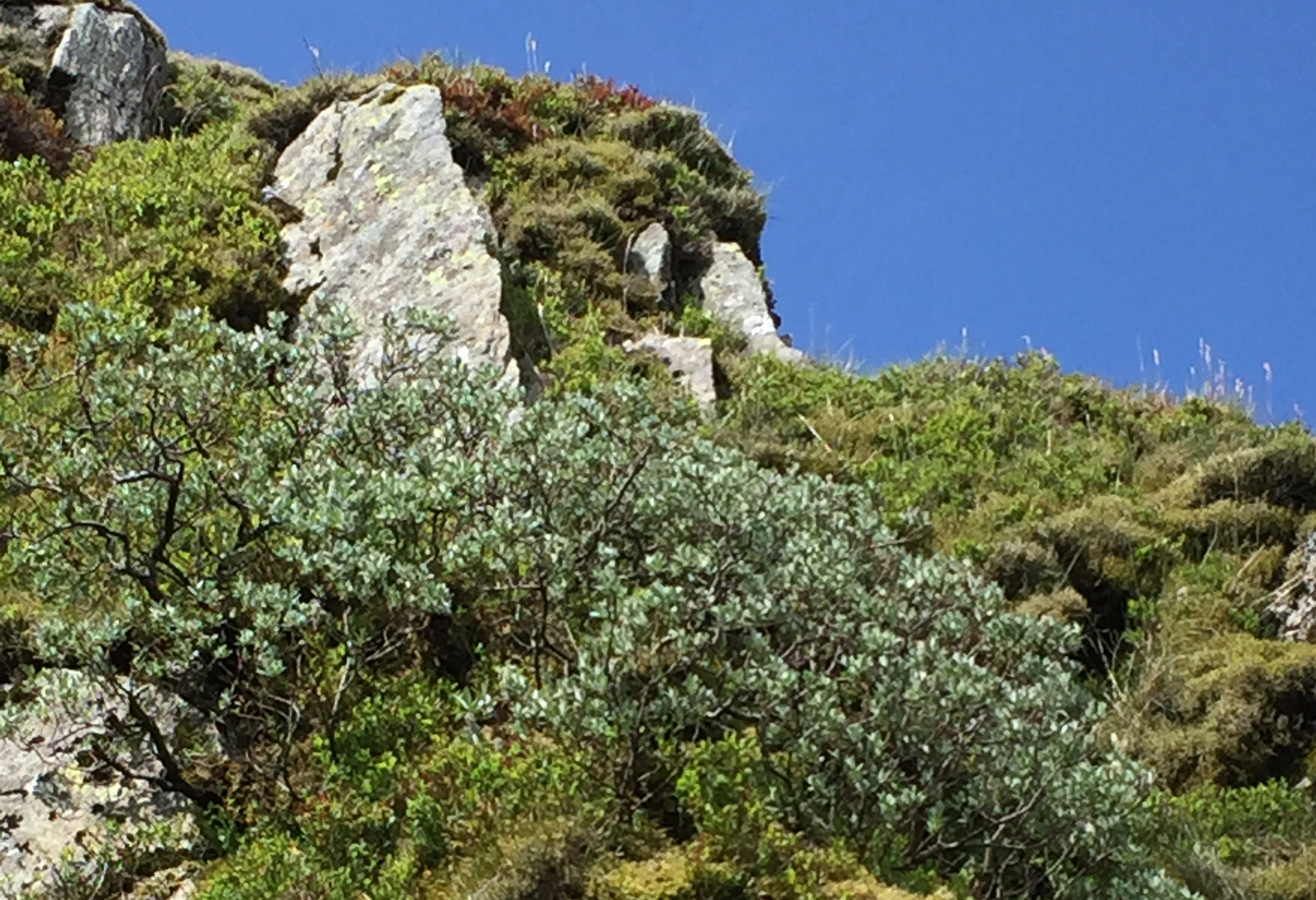 Spreading downy willow on a crag from cuttings