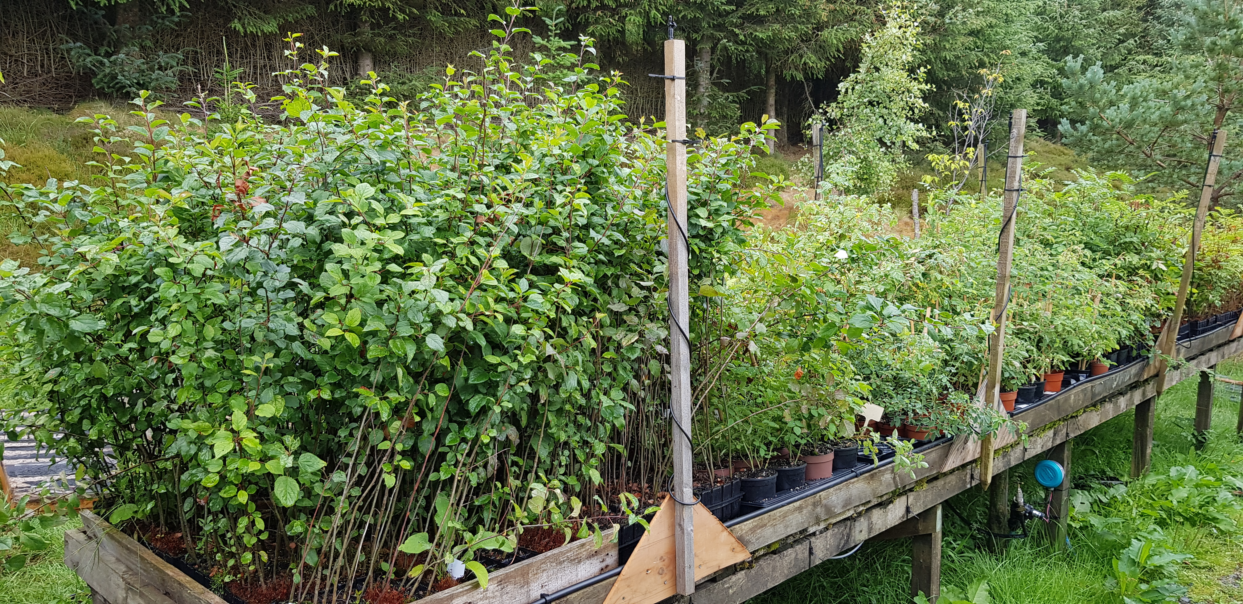 Trees in pots at Glenlude