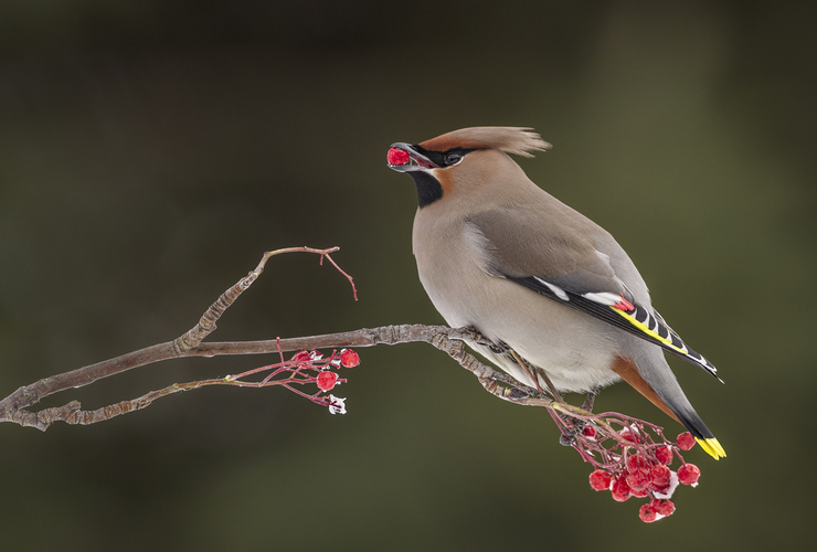 Nigel Spencer waxwing