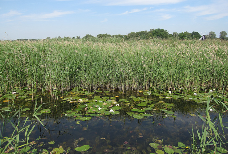 Wicken Fen Cambridgeshire - Hugh Venables - Wikimedia Commons
