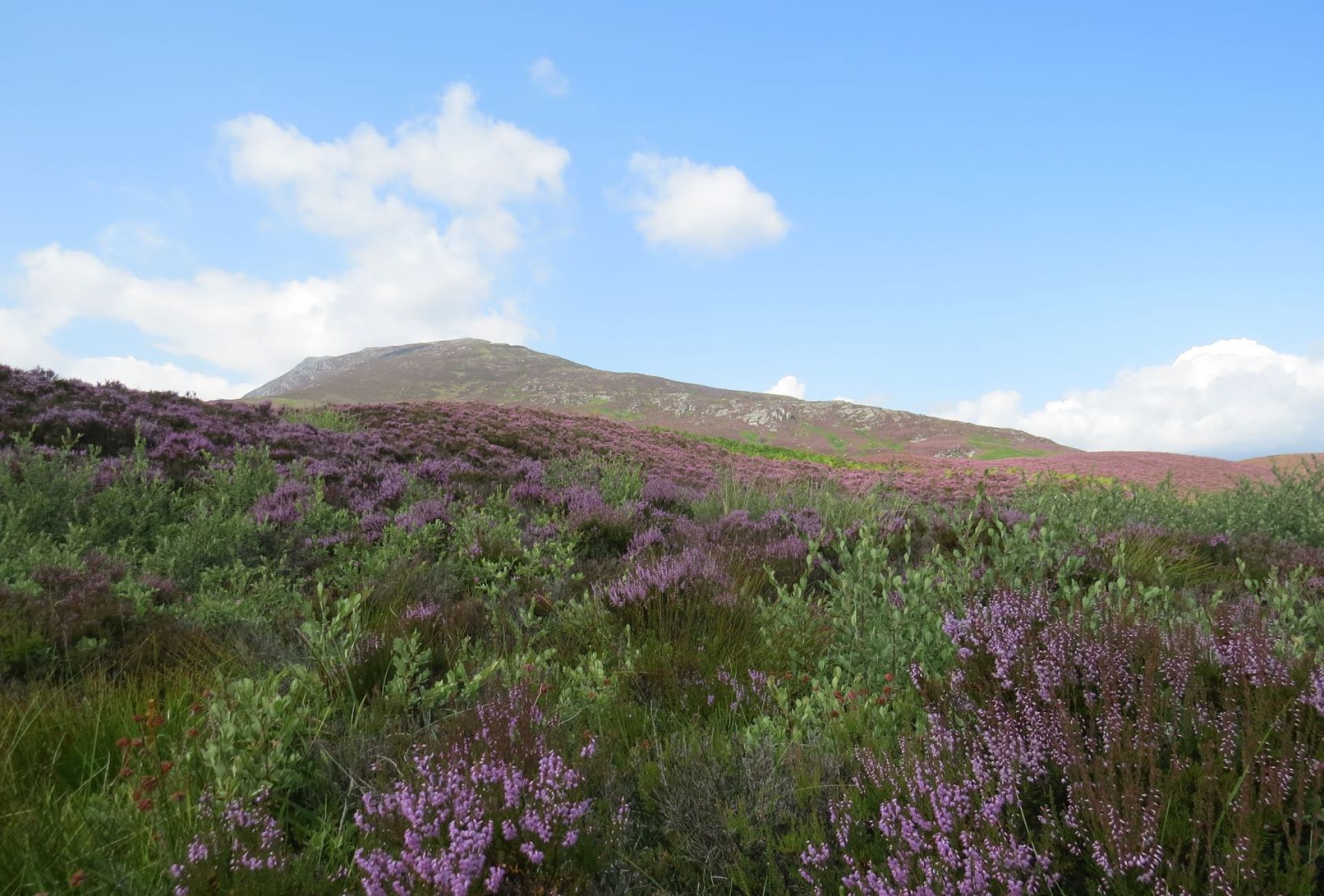 Willow and heather at Schiehallion