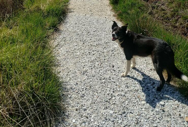 Kilmarie wool path in 2024