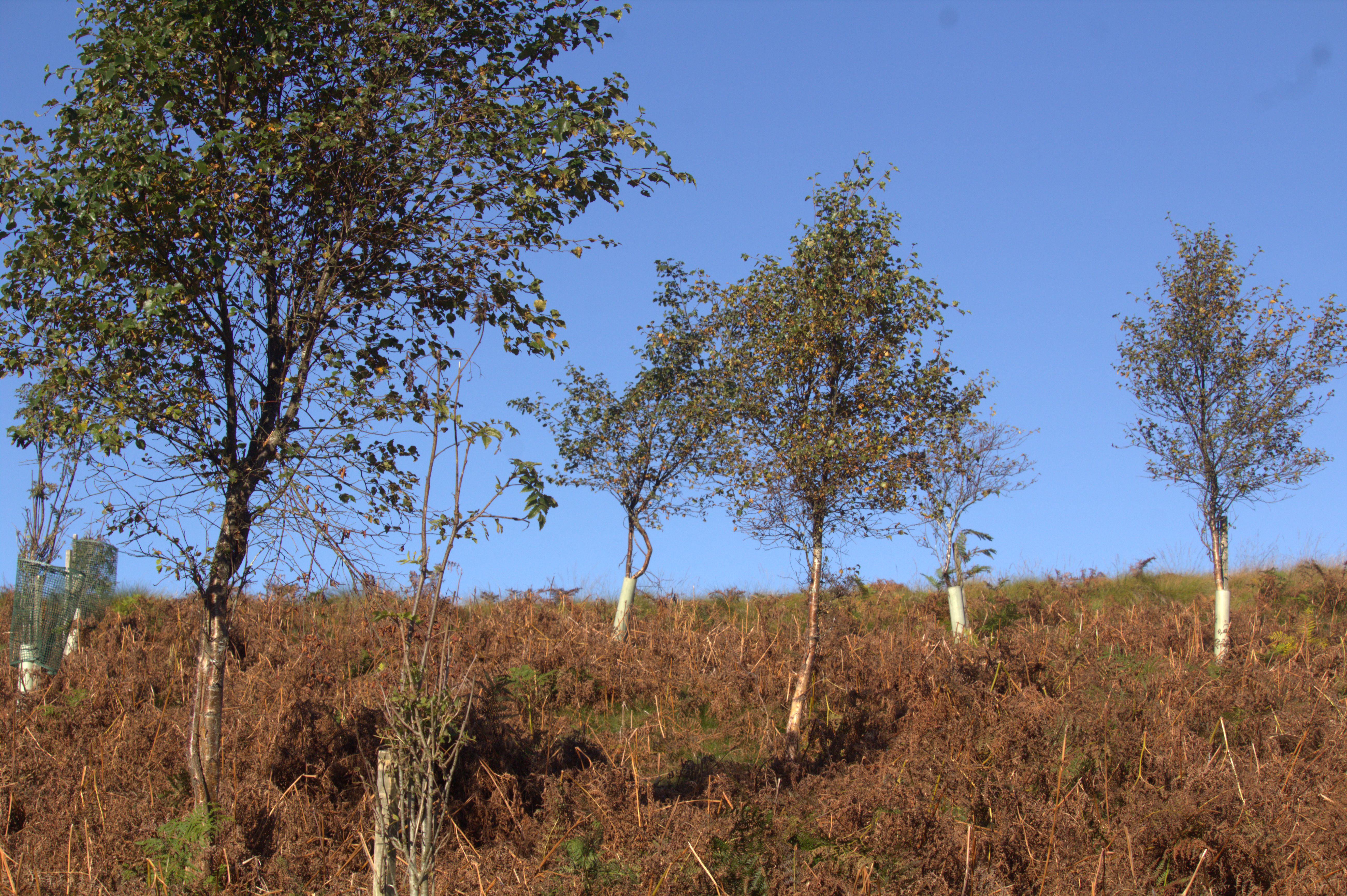 Green Team wild wood at Glenlude