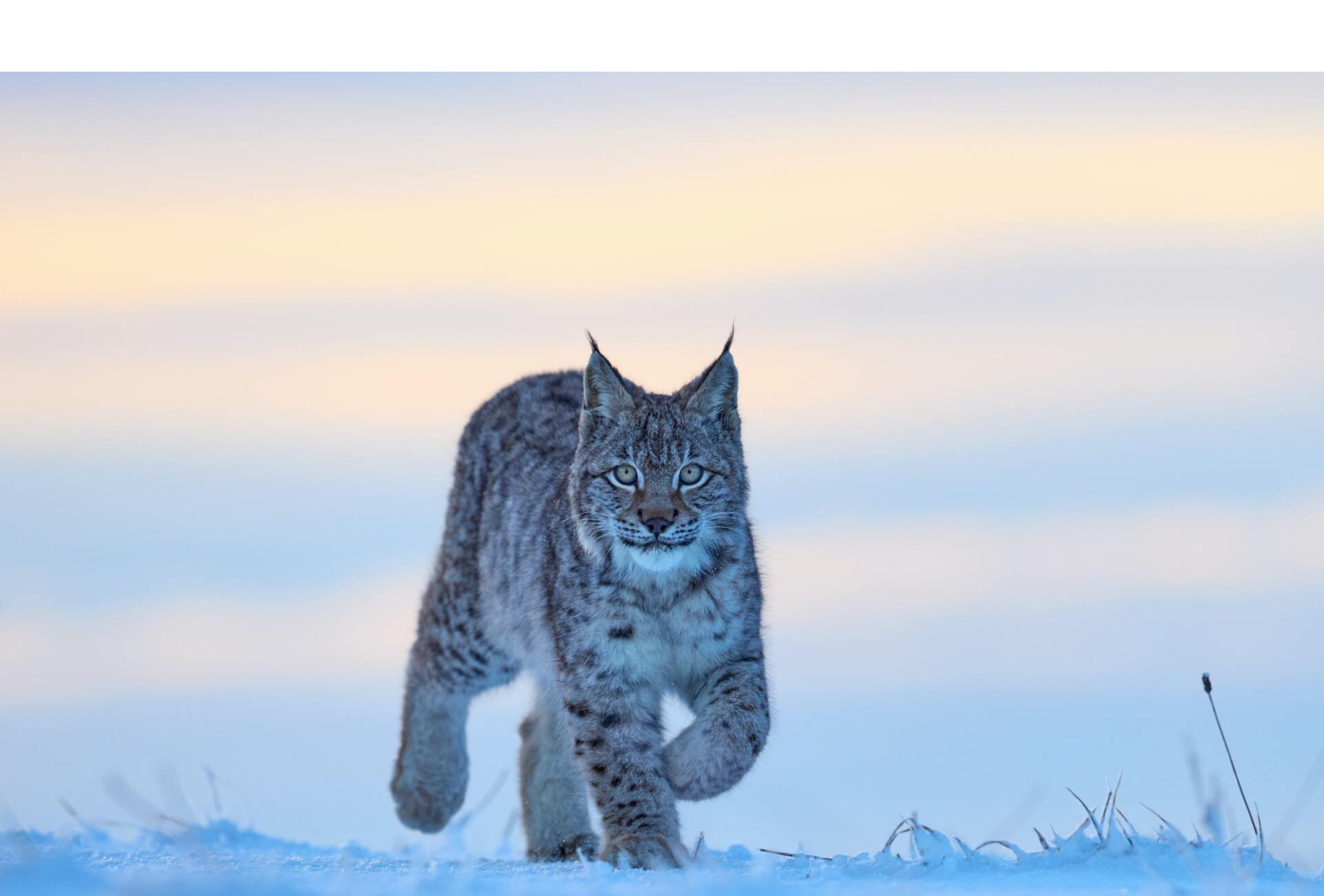 Lynx unsplash