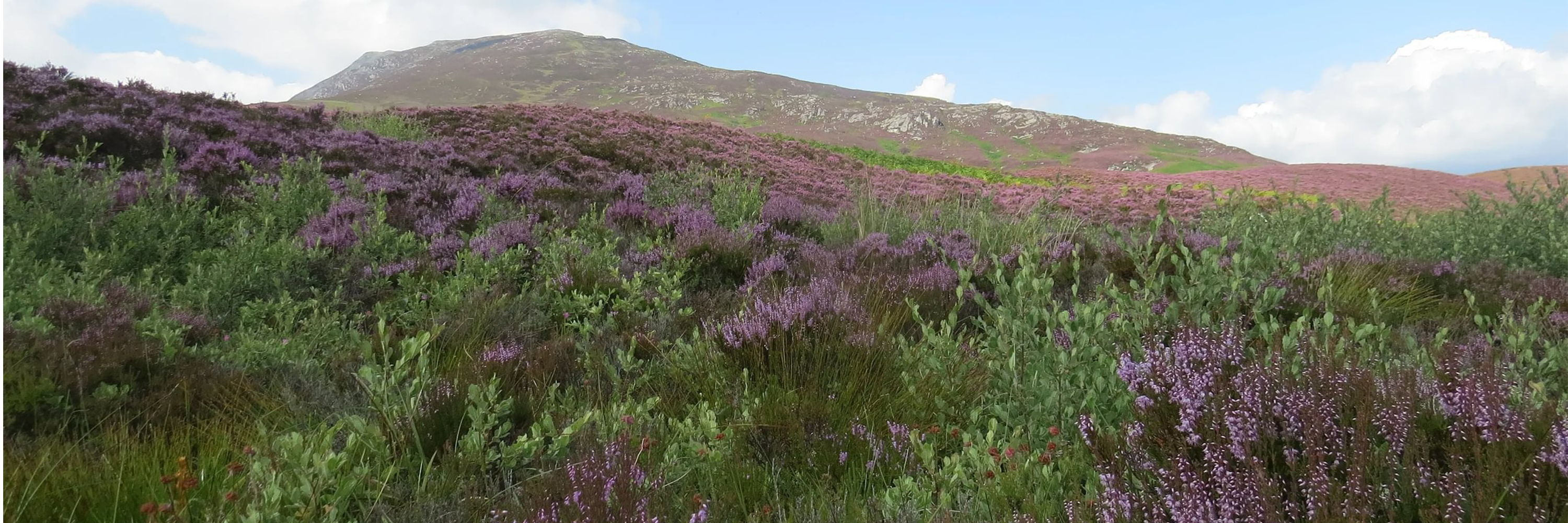 Mountain Woodland Appeal - regenerating willow 