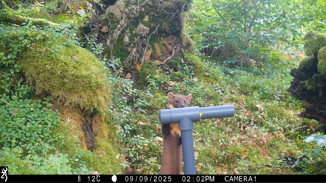 pine marten 1
