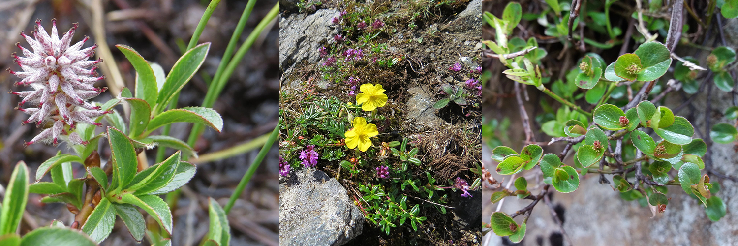 Mountain Woodland Appeal - willow and rock rose
